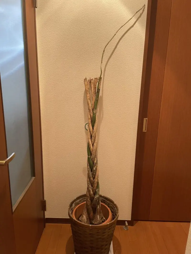 c1638660b2902c38c4e20c13547b6f